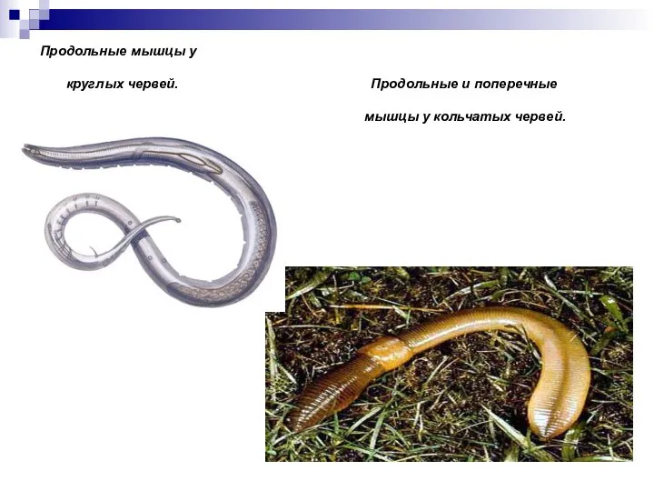 Продольные мышцы у круглых червей. Продольные и поперечные мышцы у кольчатых червей.