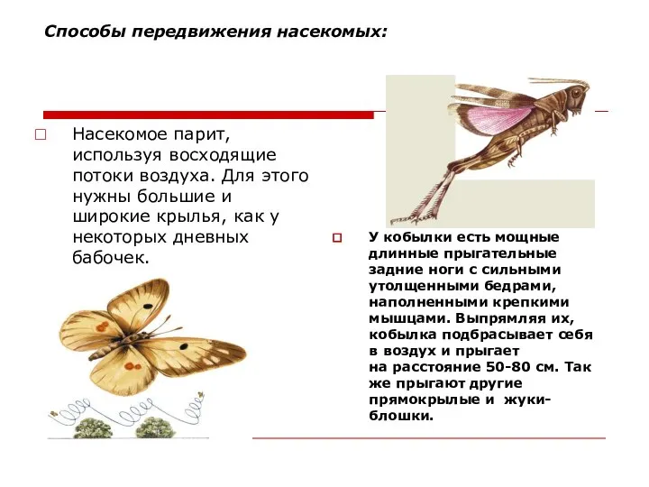 Способы передвижения насекомых: Насекомое парит, используя восходящие потоки воздуха. Для этого