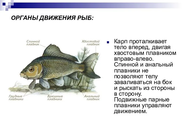 ОРГАНЫ ДВИЖЕНИЯ РЫБ: Карп проталкивает тело вперед, двигая хвостовым плавником вправо-влево.