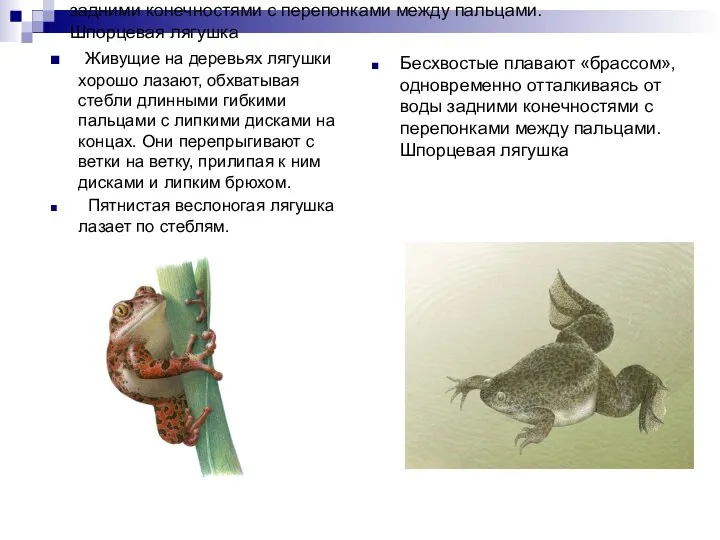 Бесхвостые плавают «брассом», одновременно отталкиваясь от воды задними конечностями с перепонками