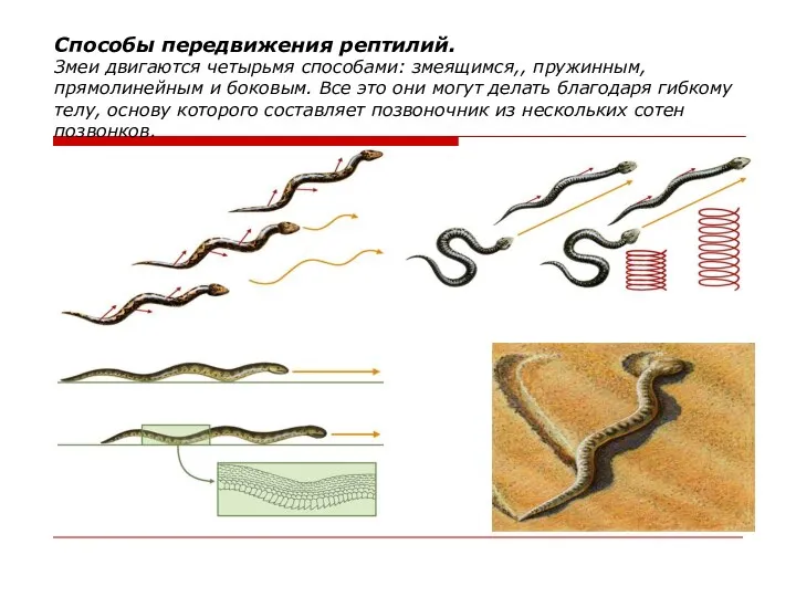Способы передвижения рептилий. Змеи двигаются четырьмя способами: змеящимся,, пружинным, прямолинейным и