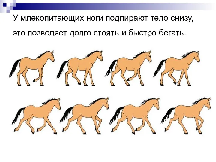 У млекопитающих ноги подпирают тело снизу, это позволяет долго стоять и быстро бегать.