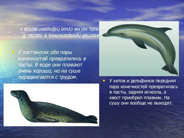 У ластоногих обе пары конечностей превратились в ласты. В воде они