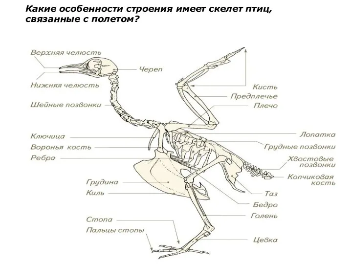 Какие особенности строения имеет скелет птиц, связанные с полетом?