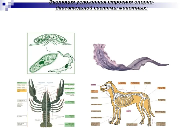 Эволюция усложнения строения опорно-двигательной системы животных: