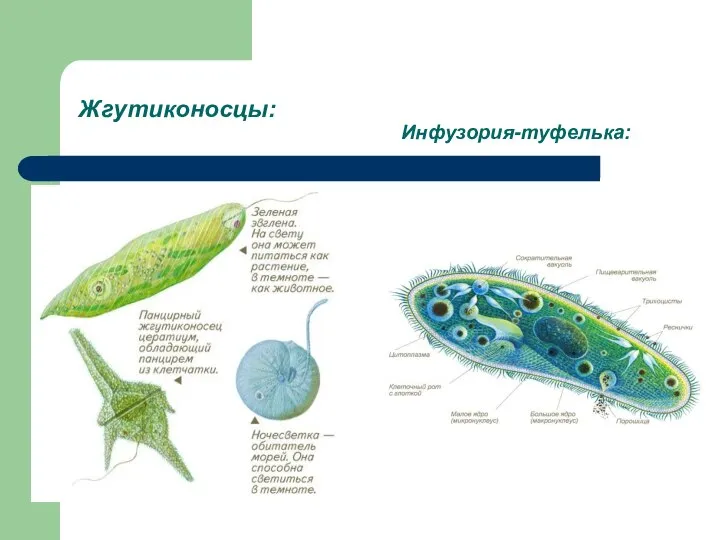 Жгутиконосцы: Инфузория-туфелька: