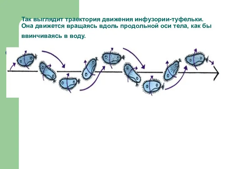 Так выглядит траектория движения инфузории-туфельки. Она движется вращаясь вдоль продольной оси