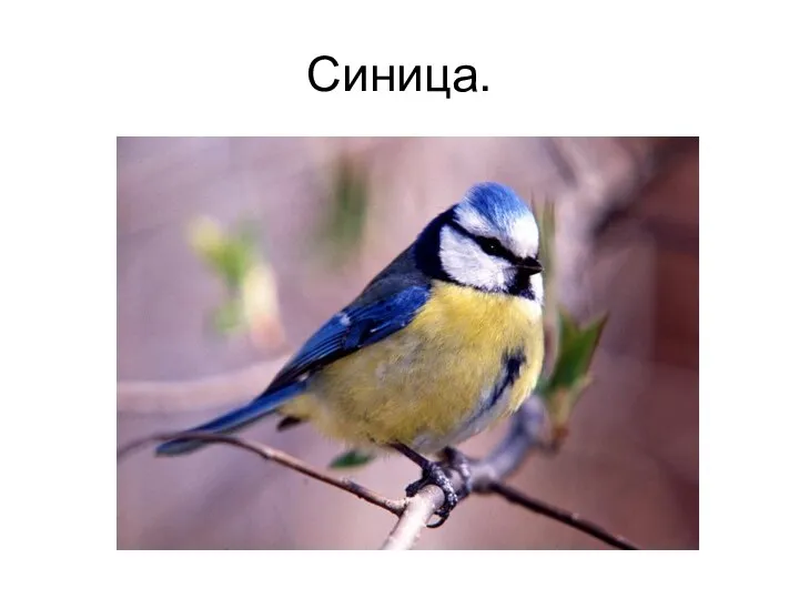 Синица.