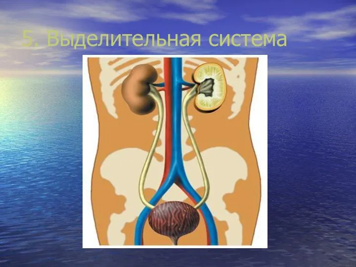 5. Выделительная система