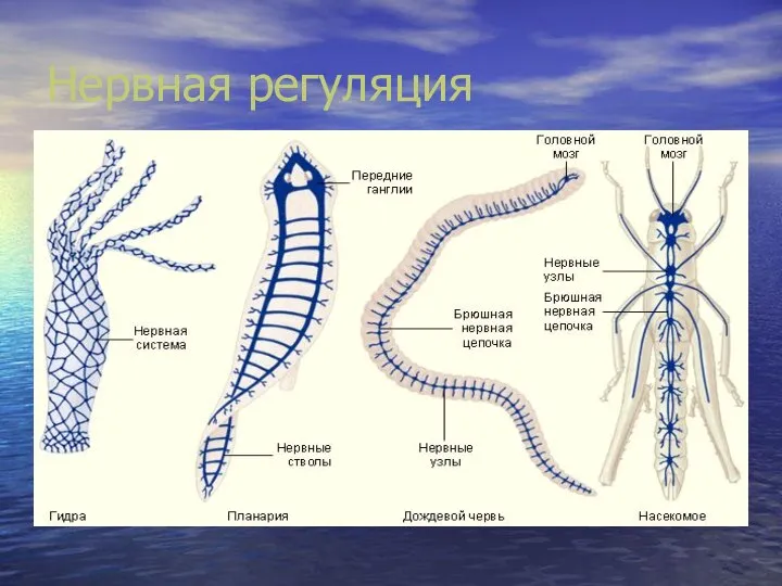 Нервная регуляция