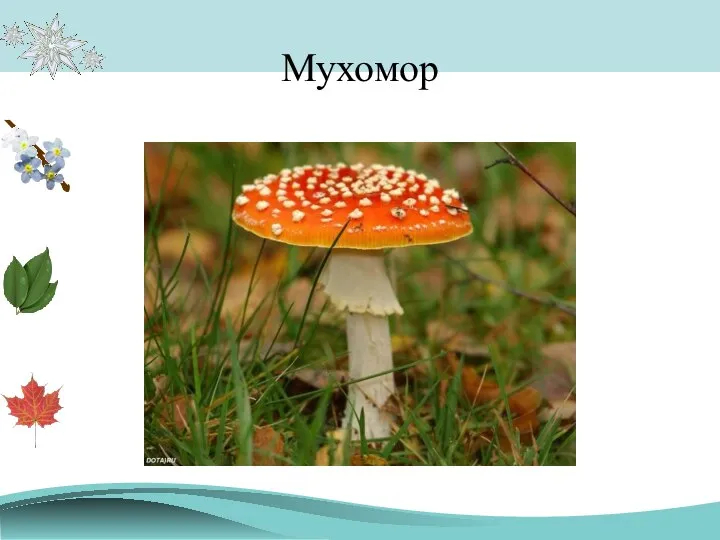 Мухомор