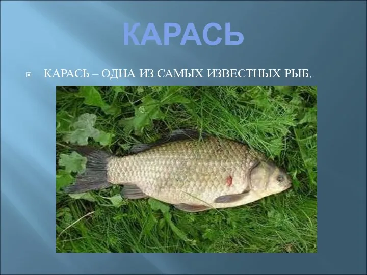 КАРАСЬ КАРАСЬ – ОДНА ИЗ САМЫХ ИЗВЕСТНЫХ РЫБ.