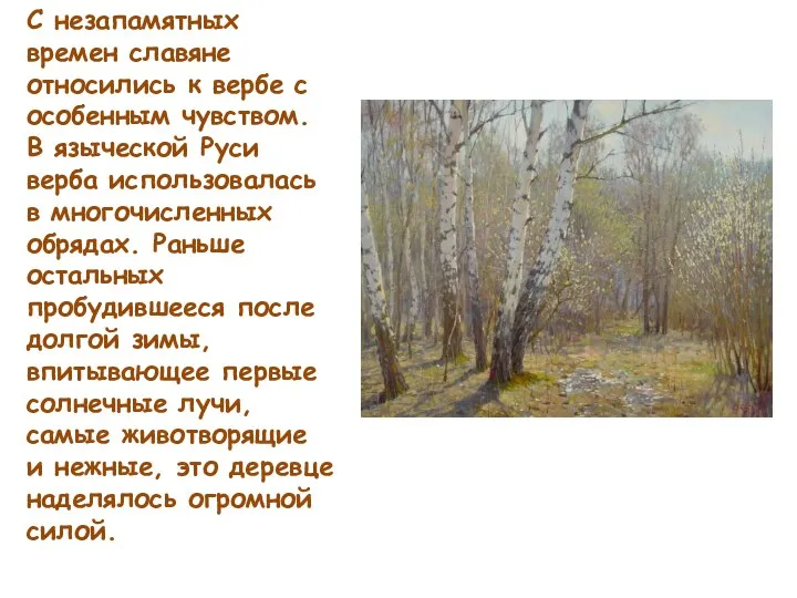 С незапамятных времен славяне относились к вербе с особенным чувством. В