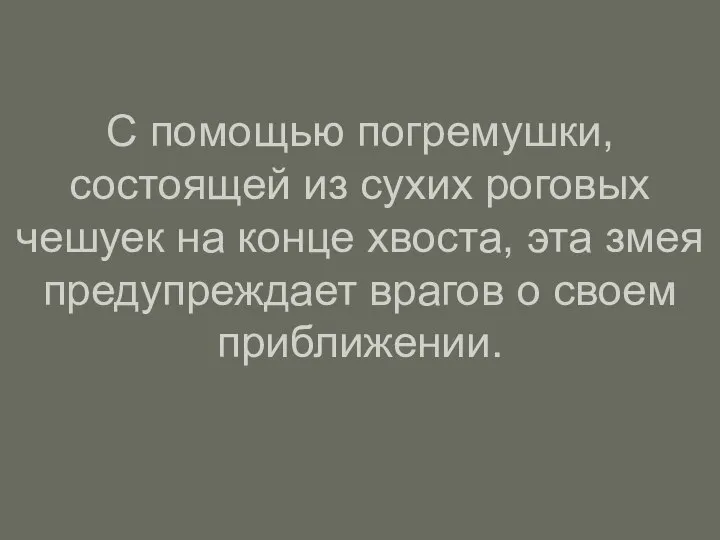 С помощью погремушки, состоящей из сухих роговых чешуек на конце хвоста,