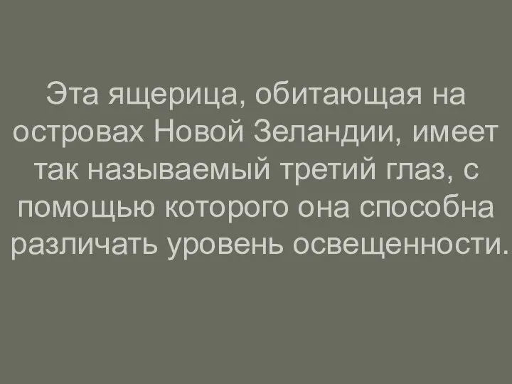 Эта ящерица, обитающая на островах Новой Зеландии, имеет так называемый третий