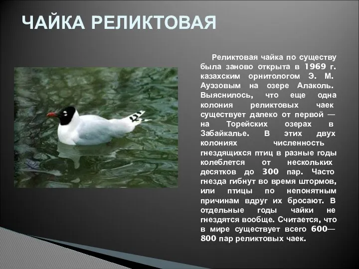 Реликтовая чайка по существу была заново открыта в 1969 г. казахским