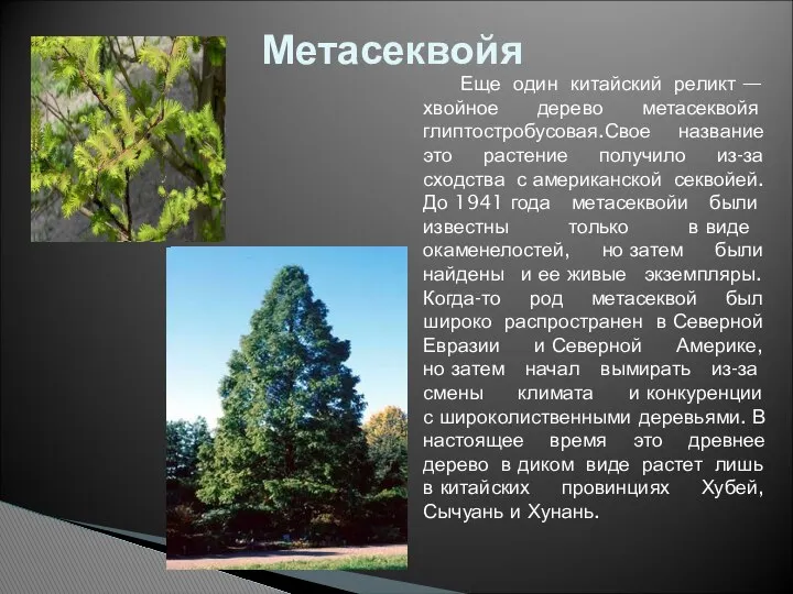 Еще один китайский реликт — хвойное дерево метасеквойя глиптостробусовая.Свое название это