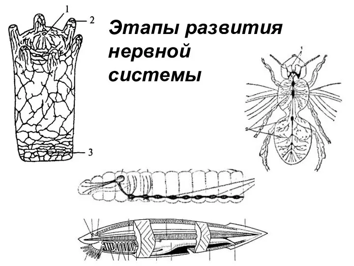 Этапы развития нервной системы