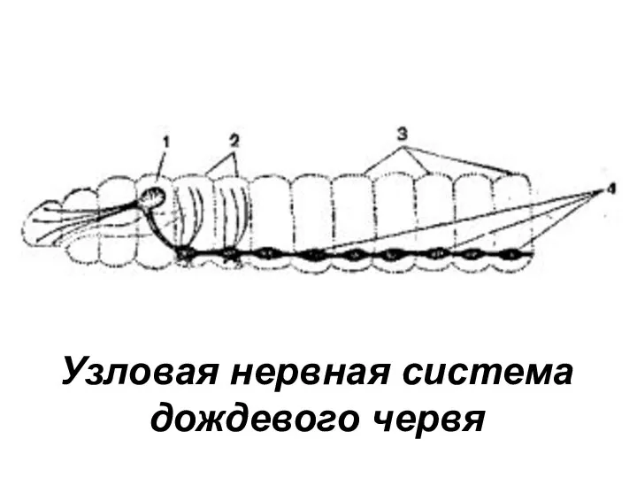 Узловая нервная система дождевого червя