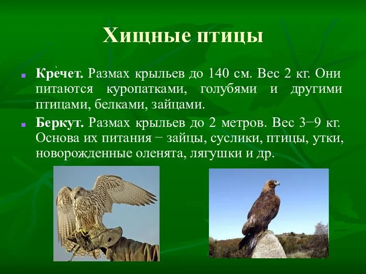 Хищные птицы Кречет. Размах крыльев до 140 см. Вес 2 кг.