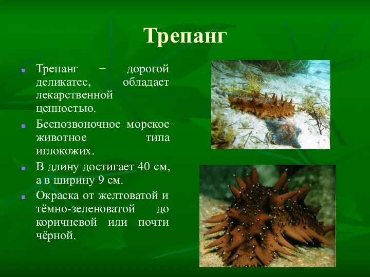 Трепанг Трепанг − дорогой деликатес, обладает лекарственной ценностью. Беспозвоночное морское животное