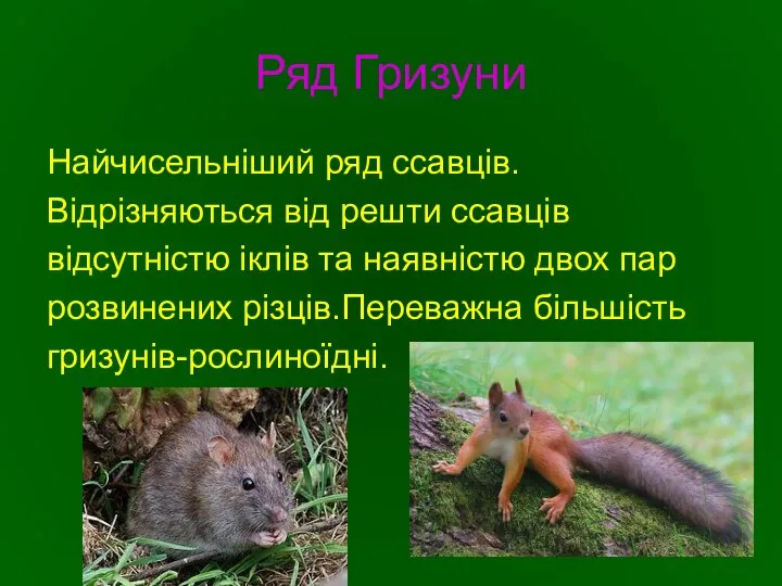 Ряд Гризуни Найчисельніший ряд ссавців. Відрізняються від решти ссавців відсутністю іклів