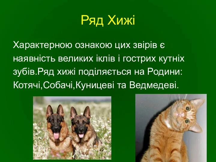 Ряд Хижі Характерною ознакою цих звірів є наявність великих іклів і