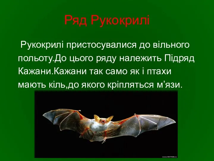 Ряд Рукокрилі Рукокрилі пристосувалися до вільного польоту.До цього ряду належить Підряд