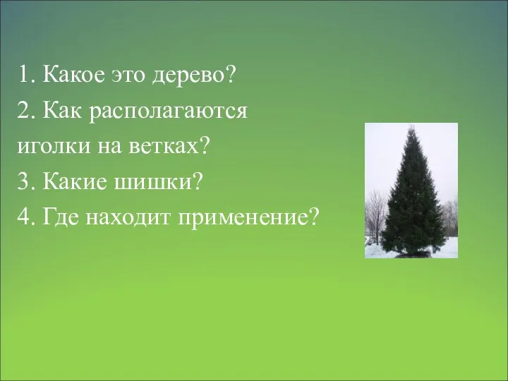 1. Какое это дерево? 2. Как располагаются иголки на ветках? 3.