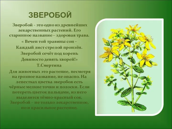 ЗВЕРОБОЙ Зверобой - это одно из древнейших лекарственных растений. Его старинное