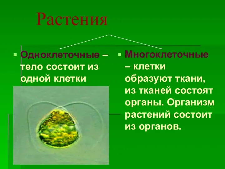 Растения Одноклеточные – тело состоит из одной клетки Многоклеточные – клетки