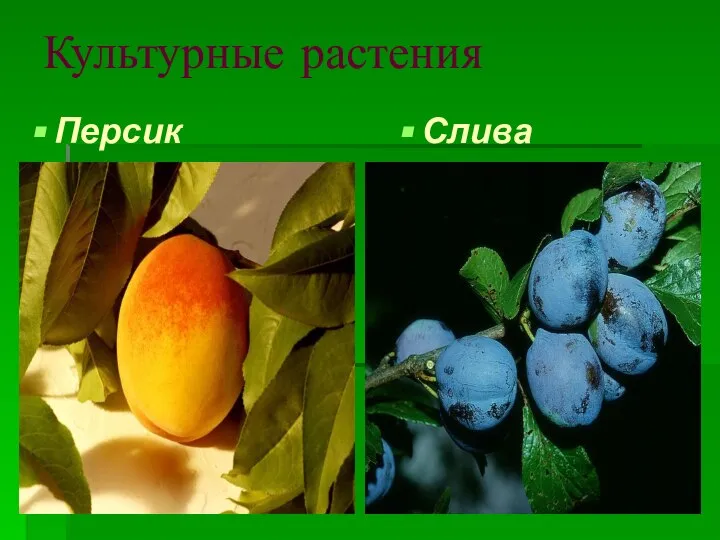 Культурные растения Персик Слива