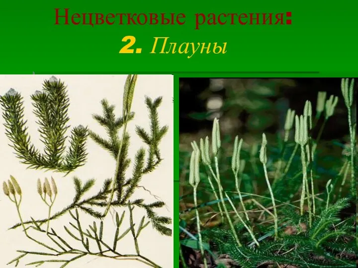 Нецветковые растения: 2. Плауны