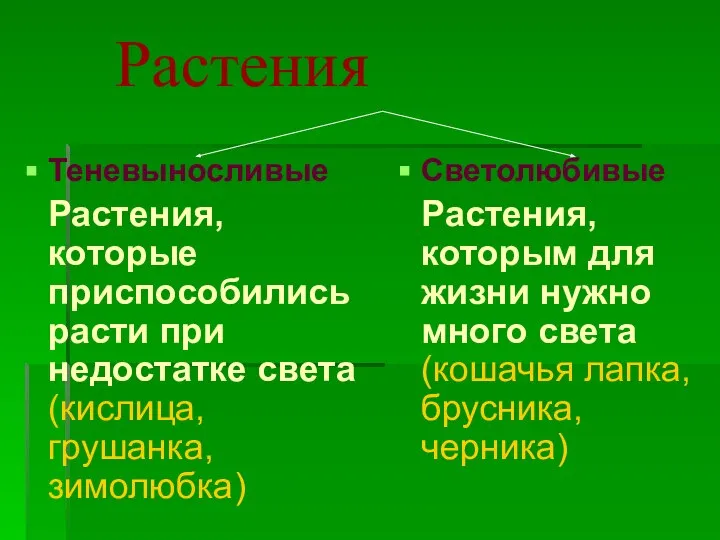 Растения Теневыносливые Растения, которые приспособились расти при недостатке света (кислица, грушанка,