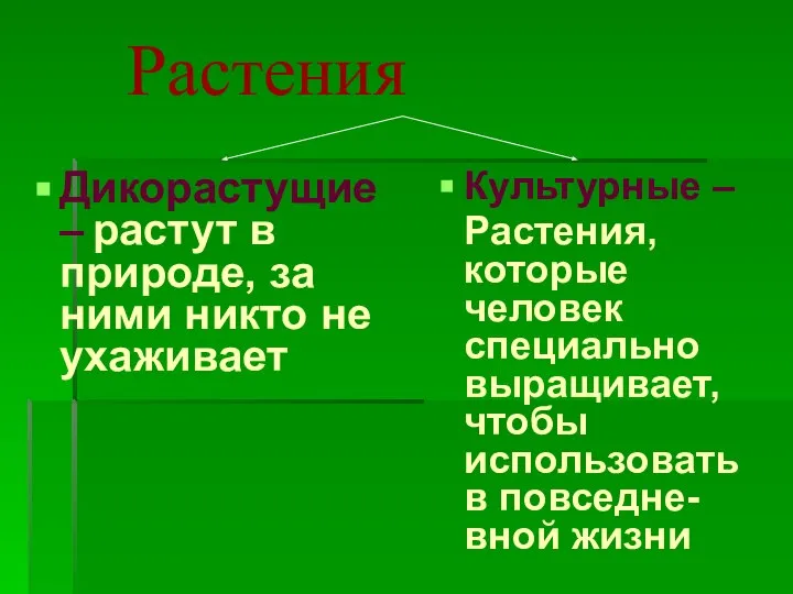 Растения Дикорастущие – растут в природе, за ними никто не ухаживает