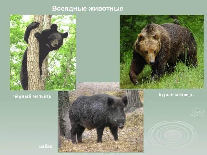 Всеядные животные чёрный медведь бурый медведь кабан