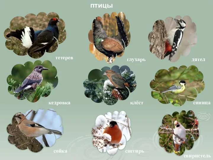 птицы тетерев глухарь дятел кедровка клёст синица сойка снегирь свиристель
