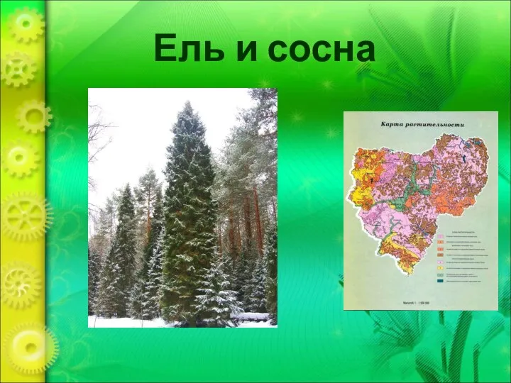 Ель и сосна