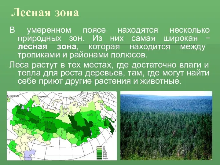 Лесная зона В умеренном поясе находятся несколько природных зон. Из них