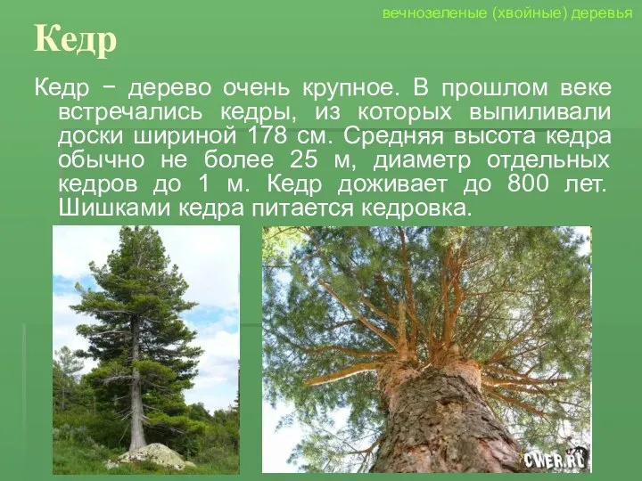 Кедр Кедр − дерево очень крупное. В прошлом веке встречались кедры,