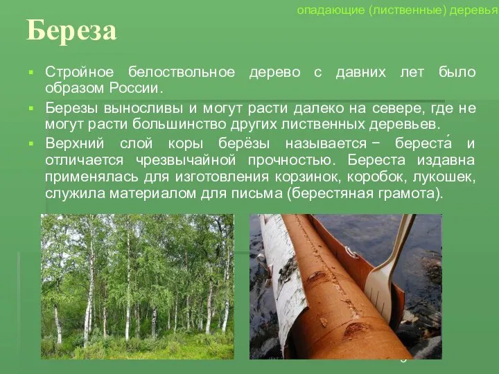 Береза Стройное белоствольное дерево с давних лет было образом России. Березы