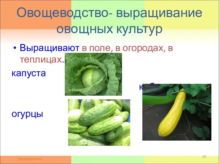 Овощеводство- выращивание овощных культур Выращивают в поле, в огородах, в теплицах. капуста кабачки огурцы