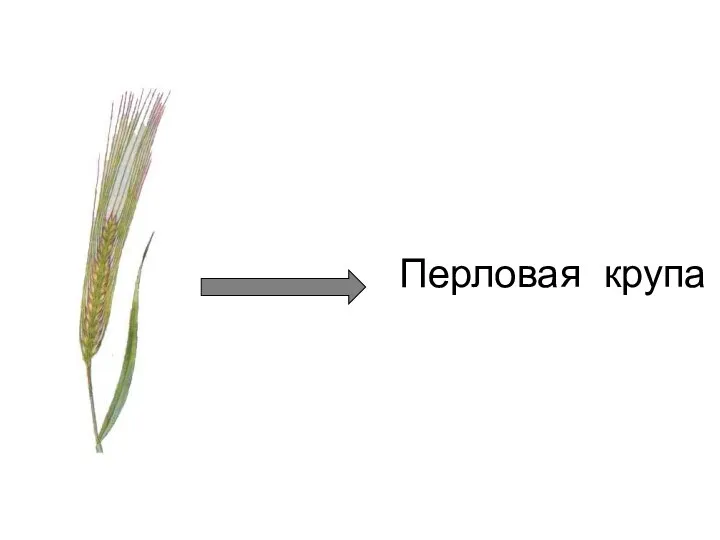 Перловая крупа