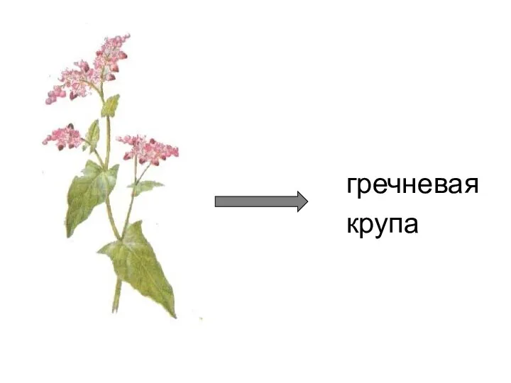 гречневая крупа