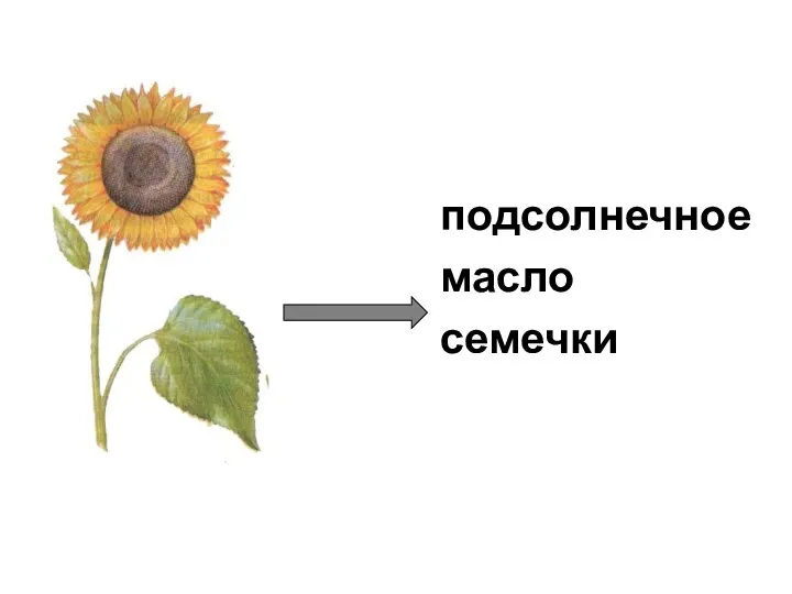 подсолнечное масло семечки