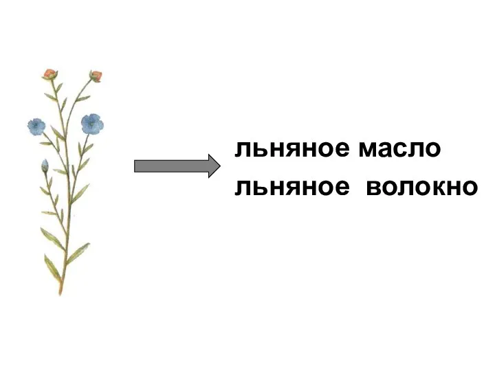 льняное масло льняное волокно