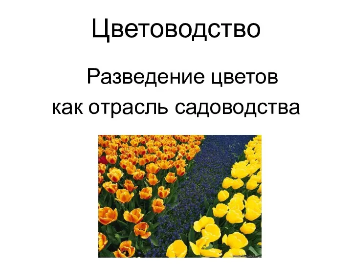 Цветоводство Разведение цветов как отрасль садоводства