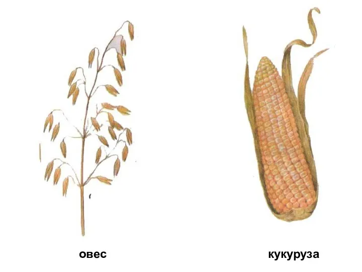 кукуруза овес