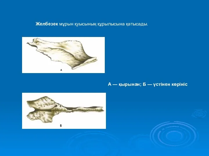 А — қырынан; Б — үстінен көрініс Желбезек мұрын қуысының құрылысына қатысады.