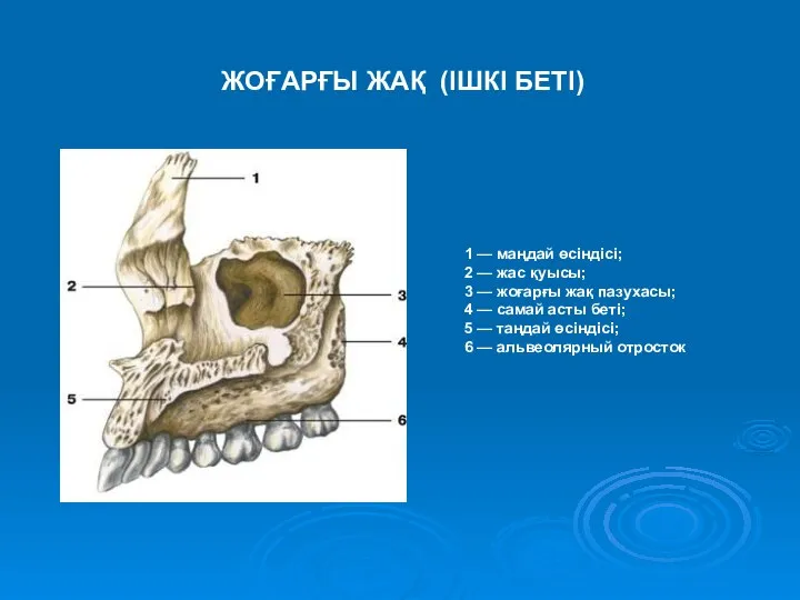 1 — маңдай өсіндісі; 2 — жас қуысы; 3 — жоғарғы